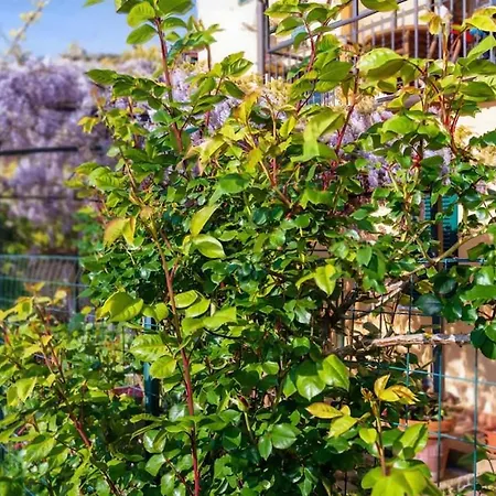 Advocata Nostra, Vivere In Case Nel Borgo Апартаменты *